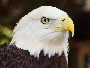 bald-eagle-489080_640